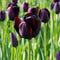 Plant in a Box - Tulpenbollen - Tulipa Queen of the Night - Set van 20 - Zwarte tulp