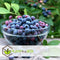 Plant in a Box - Vaccinium corymbosum 'Sunshine Blue' - Set van 3 - Winterharde bessenplanten - Pot 9cm - Hoogte 25-40cm