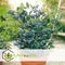 Plant in a Box - Vaccinium corymbosum 'Sunshine Blue' - Set van 3 - Winterharde bessenplanten - Pot 9cm - Hoogte 25-40cm
