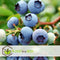 Plant in a Box - Vaccinium corymbosum 'Sunshine Blue' - Set van 3 - Winterharde bessenplanten - Pot 9cm - Hoogte 25-40cm