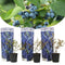 Plant in a Box - Vaccinium corymbosum 'Sunshine Blue' - Set van 3 - Winterharde bessenplanten - Pot 9cm - Hoogte 25-40cm