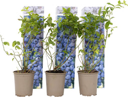 Plant in a Box - Vaccinium corymbosum 'Sunshine Blue' - Set van 6 - Winterharde bessenplanten - Pot 9cm - Hoogte 25-40cm