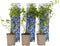 Plant in a Box - Vaccinium corymbosum 'Sunshine Blue' - Set van 6 - Winterharde bessenplanten - Pot 9cm - Hoogte 25-40cm