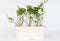 Plant in a Box - Vaccinium corymbosum 'Sunshine Blue' - Set van 6 - Winterharde bessenplanten - Pot 9cm - Hoogte 25-40cm