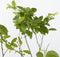 Plant in a Box - Vaccinium corymbosum 'Sunshine Blue' - Set van 6 - Winterharde bessenplanten - Pot 9cm - Hoogte 25-40cm