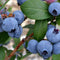 Plant in a Box - Vaccinium corymbosum 'Sunshine Blue' - Set van 6 - Winterharde bessenplanten - Pot 9cm - Hoogte 25-40cm