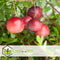 Plant in a Box - Vaccinium macrocarpon Cranberry - Set van 3 - Eetbare cranberry's - Winterharde planten - Pot 9cm - Hoogte 10-20cm