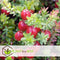 Plant in a Box - Vaccinium macrocarpon Cranberry - Set van 3 - Eetbare cranberry's - Winterharde planten - Pot 9cm - Hoogte 10-20cm