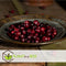 Plant in a Box - Vaccinium macrocarpon Cranberry - Set van 3 - Eetbare cranberry's - Winterharde planten - Pot 9cm - Hoogte 10-20cm