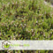 Plant in a Box - Vaccinium macrocarpon Cranberry - Set van 3 - Eetbare cranberry's - Winterharde planten - Pot 9cm - Hoogte 10-20cm