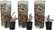 Plant in a Box - Vaccinium macrocarpon Cranberry - Set van 3 - Eetbare cranberry's - Winterharde planten - Pot 9cm - Hoogte 10-20cm