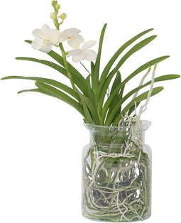 Plant in a Box - Vanda 'Bose' in vaas - Orchidee - Wit - Hoogte 45cm