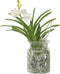 Plant in a Box - Vanda 'Bose' in vaas - Orchidee - Wit - Hoogte 45cm