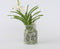 Plant in a Box - Vanda 'Bose' in vaas - Orchidee - Wit - Hoogte 45cm