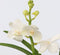 Plant in a Box - Vanda 'Bose' in vaas - Orchidee - Wit - Hoogte 45cm