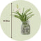 Plant in a Box - Vanda 'Bose' in vaas - Orchidee - Wit - Hoogte 45cm