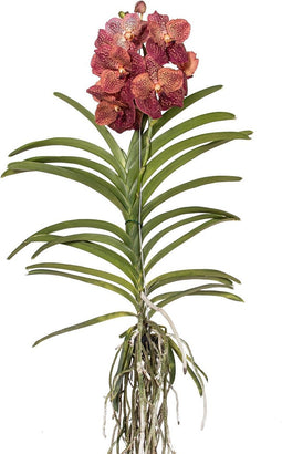 Plant in a Box - Vanda Leopard Coral - Tropische Orchidee - Prachtige kleurenmix - Bloeiende Orchidee - Hoogte 80-90m