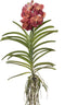 Plant in a Box - Vanda Leopard Coral - Tropische Orchidee - Prachtige kleurenmix - Bloeiende Orchidee - Hoogte 80-90m