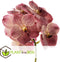 Plant in a Box - Vanda Leopard Coral - Tropische Orchidee - Prachtige kleurenmix - Bloeiende Orchidee - Hoogte 80-90m