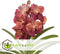 Plant in a Box - Vanda Leopard Coral - Tropische Orchidee - Prachtige kleurenmix - Bloeiende Orchidee - Hoogte 80-90m