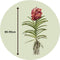 Plant in a Box - Vanda Leopard Coral - Tropische Orchidee - Prachtige kleurenmix - Bloeiende Orchidee - Hoogte 80-90m