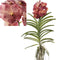 Plant in a Box - Vanda Leopard Coral - Tropische Orchidee - Prachtige kleurenmix - Bloeiende Orchidee - Hoogte 80-90m