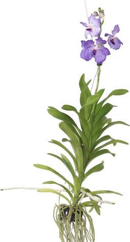Plant in a Box - Vanda New Blue - Tropische Orchidee - Prachtige kleurenmix - Bloeiende Orchidee - Hoogte 55-65cm