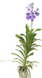Plant in a Box - Vanda New Blue - Tropische Orchidee - Prachtige kleurenmix - Bloeiende Orchidee - Hoogte 55-65cm