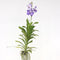 Plant in a Box - Vanda New Blue - Tropische Orchidee - Prachtige kleurenmix - Bloeiende Orchidee - Hoogte 55-65cm