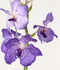 Plant in a Box - Vanda New Blue - Tropische Orchidee - Prachtige kleurenmix - Bloeiende Orchidee - Hoogte 55-65cm