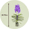 Plant in a Box - Vanda New Blue - Tropische Orchidee - Prachtige kleurenmix - Bloeiende Orchidee - Hoogte 55-65cm