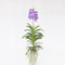 Plant in a Box - Vanda orchidee - Blauw - L - Hoogte 60cm