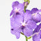 Plant in a Box - Vanda orchidee - Blauw - L - Hoogte 60cm
