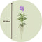 Plant in a Box - Vanda orchidee - Blauw - L - Hoogte 60cm
