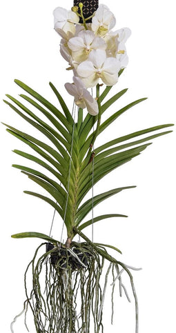 Plant in a Box - Vanda orchidee - Wit - L - Hoogte 60cm
