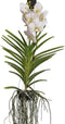 Plant in a Box - Vanda orchidee - Wit - L - Hoogte 60cm