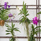 Plant in a Box - Vanda orchidee - Wit - L - Hoogte 60cm