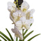 Plant in a Box - Vanda orchidee - Wit - L - Hoogte 60cm