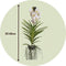 Plant in a Box - Vanda orchidee - Wit - L - Hoogte 60cm