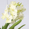 Plant in a Box - Vanda Tayanee White - Tropische Orchidee - Prachtige kleurenmix - Bloeiende Orchidee - Hoogte 45-55cm
