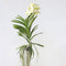 Plant in a Box - Vanda Tayanee White - Tropische Orchidee - Prachtige kleurenmix - Bloeiende Orchidee - Hoogte 45-55cm