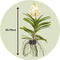 Plant in a Box - Vanda Tayanee White - Tropische Orchidee - Prachtige kleurenmix - Bloeiende Orchidee - Hoogte 45-55cm
