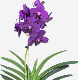 Plant in a Box - Vanda Velvet Blackberry - Tropische Orchidee - Prachtige kleurenmix - Bloeiende Orchidee - Hoogte 80-90cm