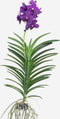 Plant in a Box - Vanda Velvet Blackberry - Tropische Orchidee - Prachtige kleurenmix - Bloeiende Orchidee - Hoogte 80-90cm