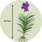 Plant in a Box - Vanda Velvet Blackberry - Tropische Orchidee - Prachtige kleurenmix - Bloeiende Orchidee - Hoogte 80-90cm