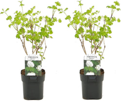 Plant in a Box - Viburnum opulus 'Roseum' - Vibernum Snowball - Set van 2 - Winterharde en groenblijvende tuinplant - Pot 17cm - Hoogte 25-40cm