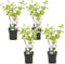 Plant in a Box - Viburnum opulus 'Roseum' - Vibernum Snowball - Set van 4 - Winterharde en groenblijvende tuinplant - Pot 17cm - Hoogte 25-40cm