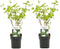 Plant in a Box - Viburnum opulus 'Roseum' - Vibernum Snowball - Set van 2 - Winterharde en groenblijvende tuinplant - Pot 17cm - Hoogte 25-40cm