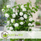 Plant in a Box - Viburnum opulus 'Roseum' - Vibernum Snowball - Set van 4 - Winterharde en groenblijvende tuinplant - Pot 17cm - Hoogte 25-40cm