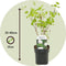 Plant in a Box - Viburnum opulus 'Roseum' - Vibernum Snowball - Set van 4 - Winterharde en groenblijvende tuinplant - Pot 17cm - Hoogte 25-40cm